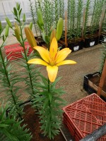 [5127 Gold Twin DJ No02.JPG]